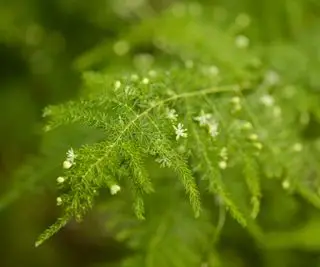 פרחי שרך אספרגוס