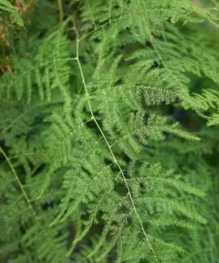 עלי שרך אספרגוס