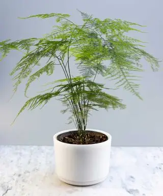 למה שרך האספרגוס שלי הופך לצהוב? פתור את הבעיה הנפוצה הזו עם הטיפים המקצוענים האלה