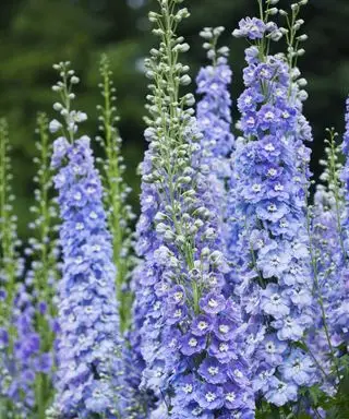 Delphinium azul