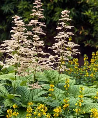 Rodgersia plantada parcialmente à sombra