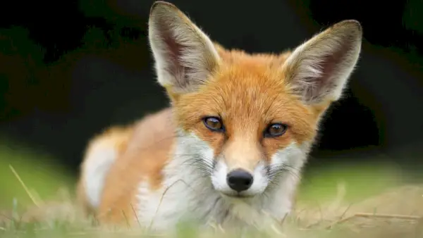 여우를 없애는 방법