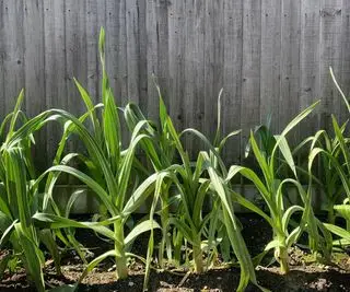 Ail d'éléphant poussant dans une cour