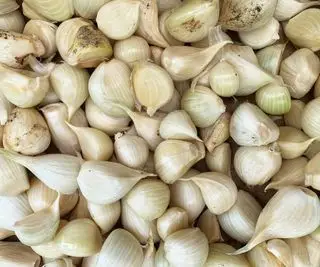 Close up de gousses d'ail d'éléphant