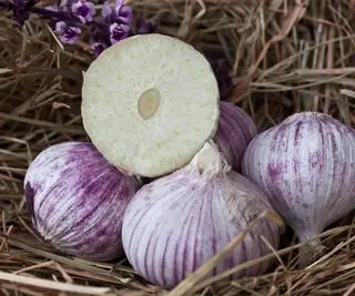 Un monobulbe d'ail d'éléphant tranché