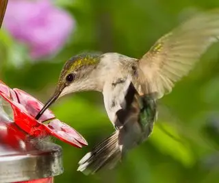 alimentation des colibris