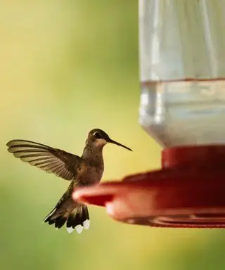 Colibri à une mangeoire