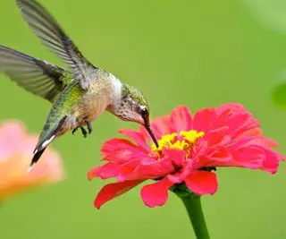 colibri sur fleur de zinnia