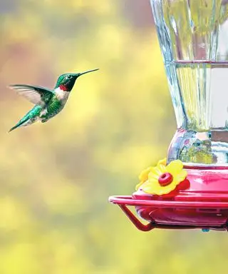 Colibri à une mangeoire