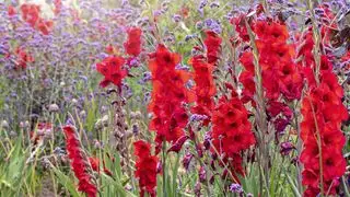 Fiori di gladioli rossi e viola in un prato