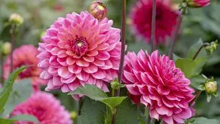 Come piantare i tuberi della dalia - Dahlia American Dawn