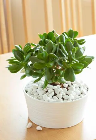 Plante monétaire/Crassula ovata