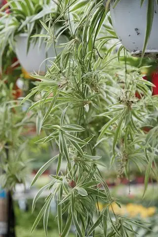 Plante araignée dans un panier suspendu