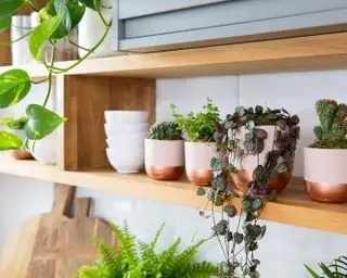 Meilleures plantes d'intérieur nécessitant peu d'entretien – 10 plantes d'intérieur qui aiment être ignorées