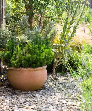 Pflanzung in Kies in einem Küstengarten