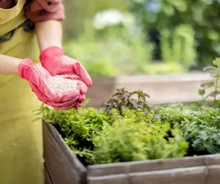 Mains répandant un engrais granulaire autour des plantes dans un lit surélevé