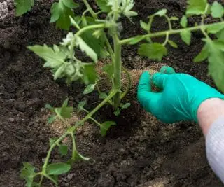 Une main répandant de l'engrais granulaire à base de farine de poisson autour d'un plant de tomate