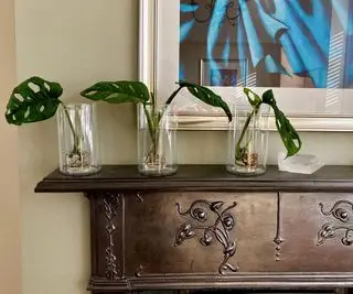 boutures de monstera s'enracinant dans l'eau