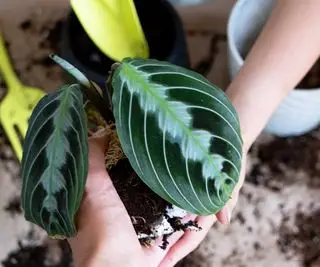 rempoter une plante de prière