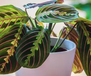 Comment propager une plante de prière – pour élargir facilement votre collection de plantes d’intérieur