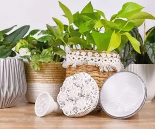 テーブル上の成長ライトにさまざまな観葉植物