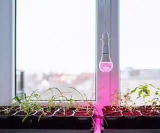 成長ランプの下の苗