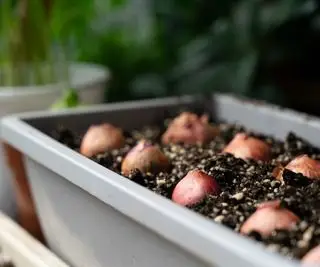 Dyrkning af løg i beholdere – den nemme måde at nyde hjemmedyrkede afgrøder på et lille rum