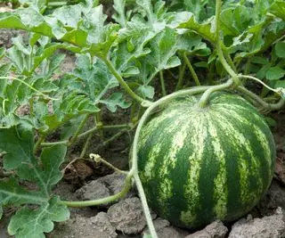 スイカの種を保存する方法 – 自分で栽培する専門家による