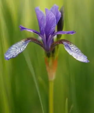 Un gros plan d'un iris japonais violet