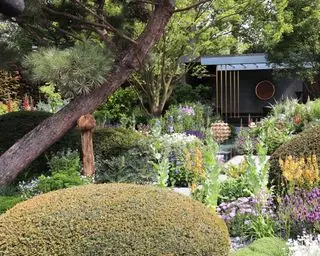 Un exemple d'idées de jardin japonais montrant une gamme de plantes, d'arbres et de fleurs et un tronc de pin bancal