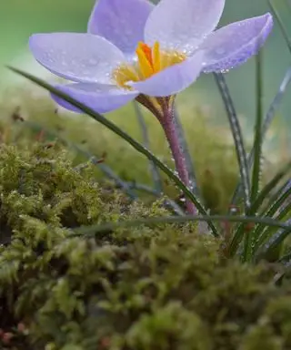 Un exemple d'idées de jardin japonais montrant un gros plan d'une fleur violette