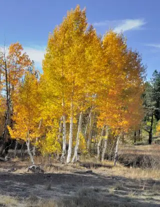 Peuplier faux-tremble