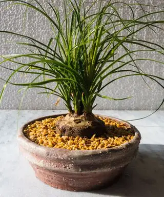 Paume queue de cheval