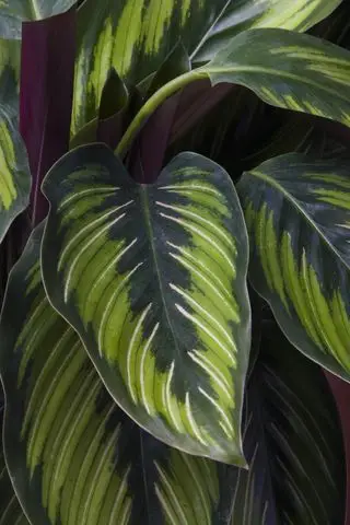 Meilleures plantes d'intérieur sans danger pour les animaux – 10 plantes d'intérieur pour assurer la sécurité de vos amis à quatre pattes