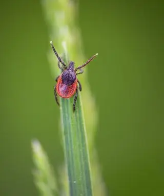 Drep flått i hagen din
