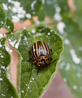 ziemia okrzemkowa na liściu z chrząszczem