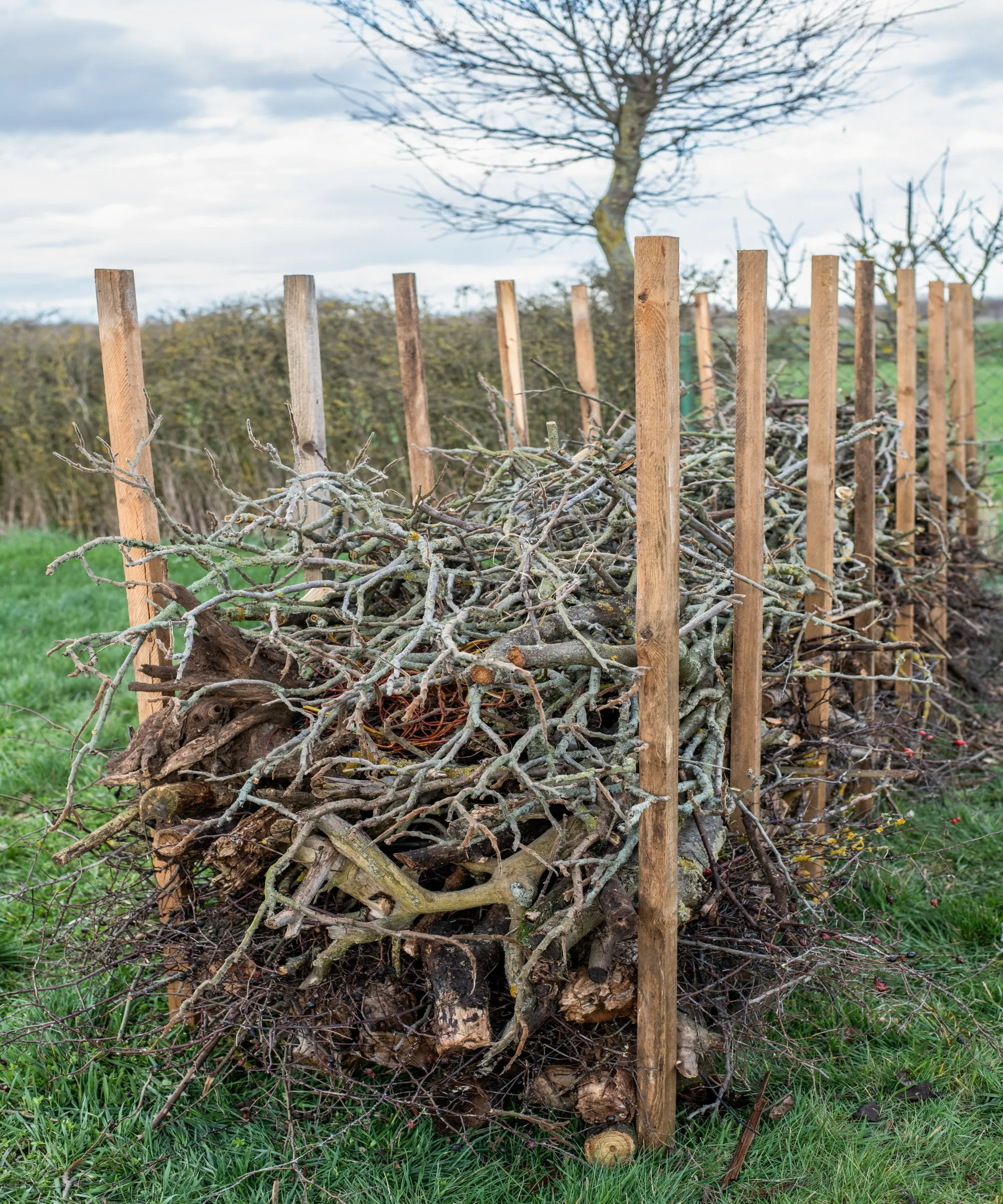 Živý plot na hlavu vyrobený z pevných dřevěných kůlů a podzimních prořezávání' loading='lazy' title=