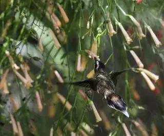 Jak uprawiać petardę – aby w ogrodzie zakwitły wybuchowe czerwone kwiaty