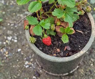 Una pianta di fragole che fruttifica in un contenitore di cemento