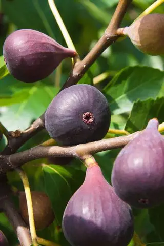 fichi viola che crescono sull'albero