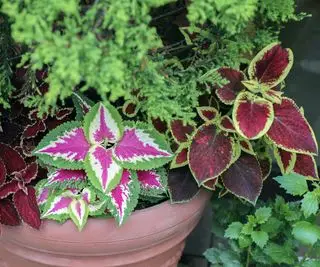Comment propager le Coleus – conseils pour faire pousser de nouvelles plantes à partir de boutures ou de graines