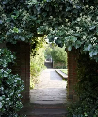 Ideas de enrejados con plantas trepadoras de hiedra.