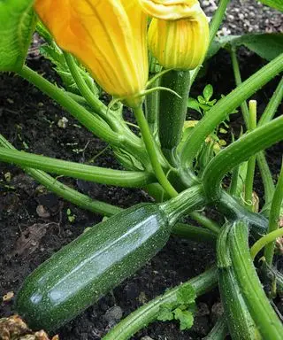 Zucchini wächst auf einer Zucchinipflanze