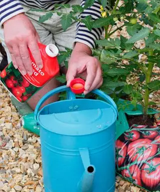 Ein Gärtner mischt Tomatendünger, um Tomatenpflanzen zu füttern
