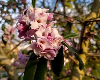 Daphne Bholua „Jaqueline Postill“