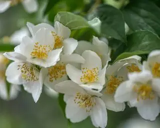 Philadelphus coronarius „Aureus“ oder Scheinorangenblüten