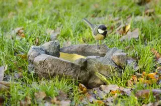 le bain d'oiseaux au rez-de-chaussée Maggiore avec mésange charbonnière