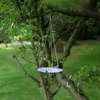 bain d'oiseaux tournesol suspendu dans un arbre