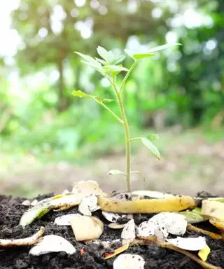 バナナの皮の肥料