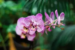 Orchidée - top 10 des plantes d'intérieur